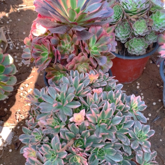 无花朵709多肉植物组合无售后