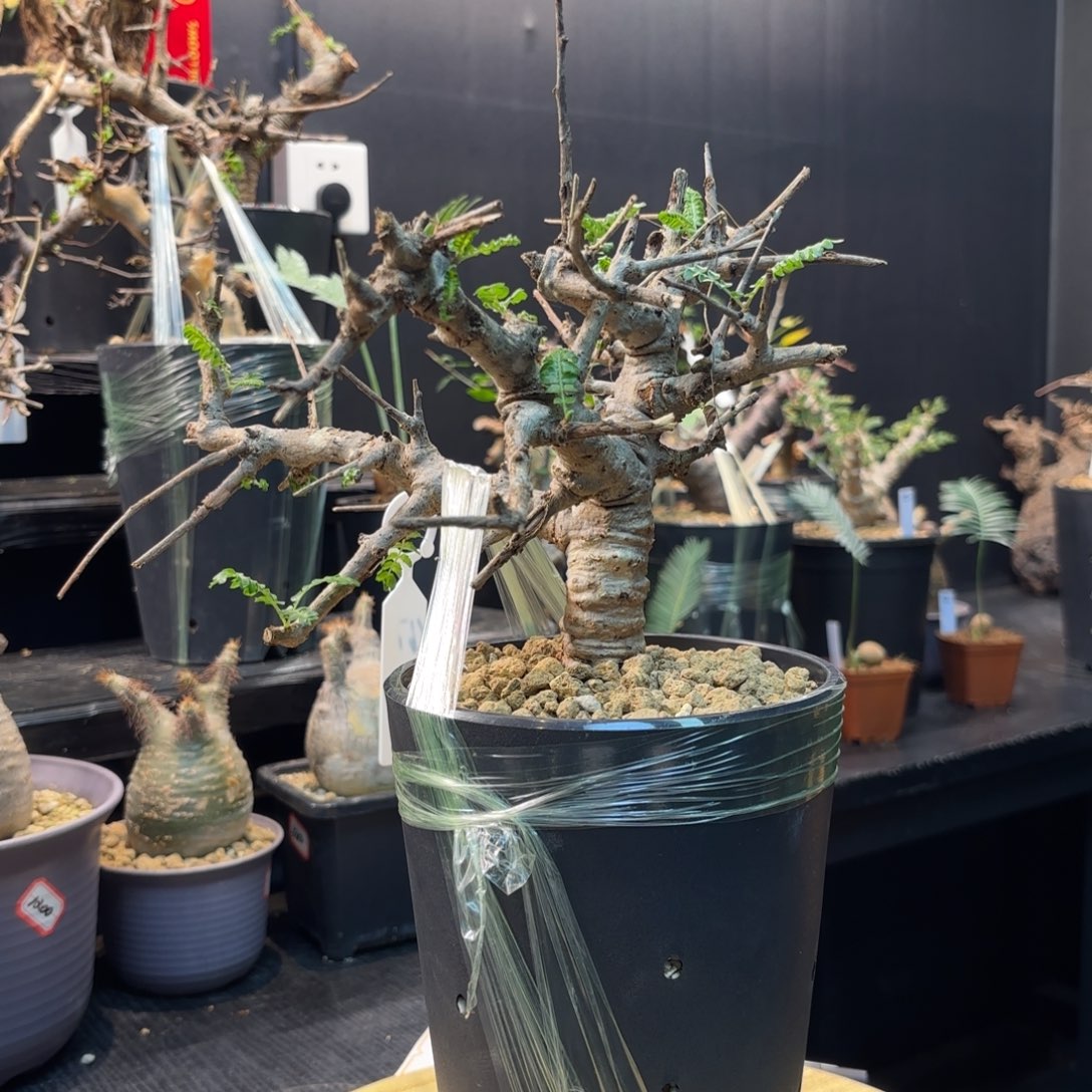 尼勒达乳香哈哈哈