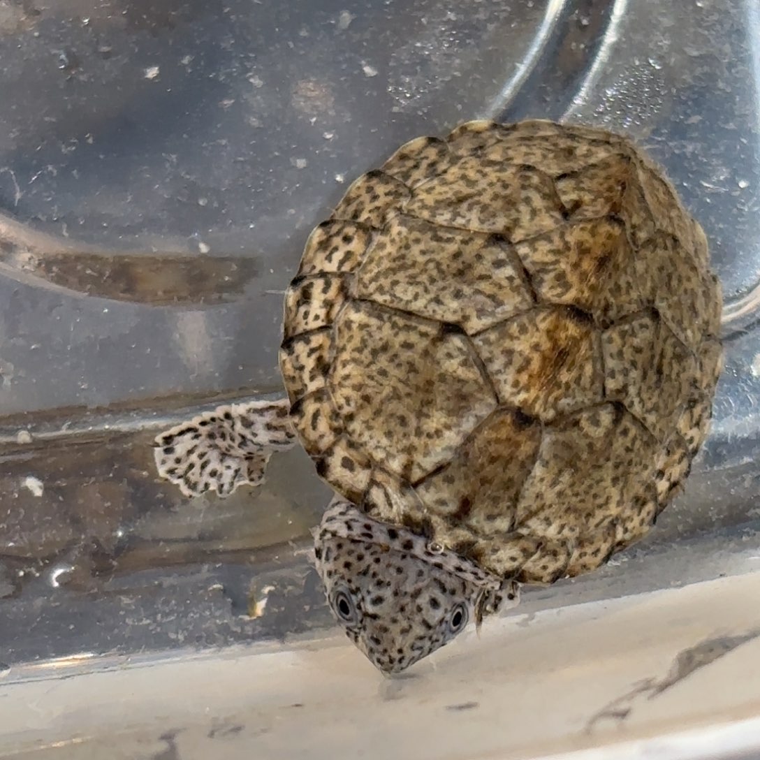 宠物龟不分公母小一顿甲粗满文黑刀