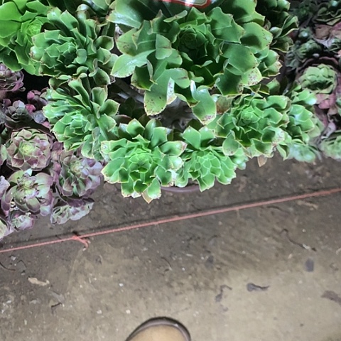 美***好原始绿多肉植物法师6号