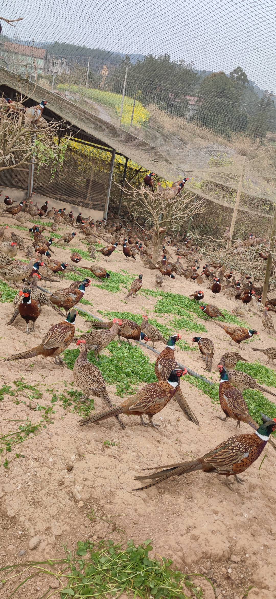 七彩山鸡 肉质紧实 粮食喂养