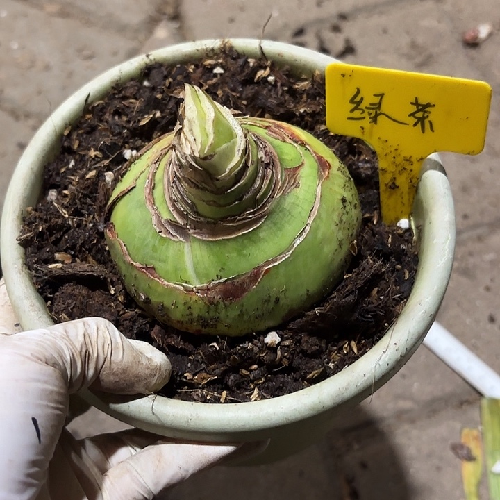 无花朵朱顶红绿茶8.8厘米