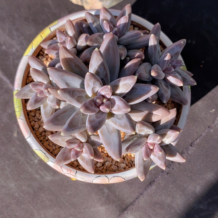 乌拉克拉自然老庄