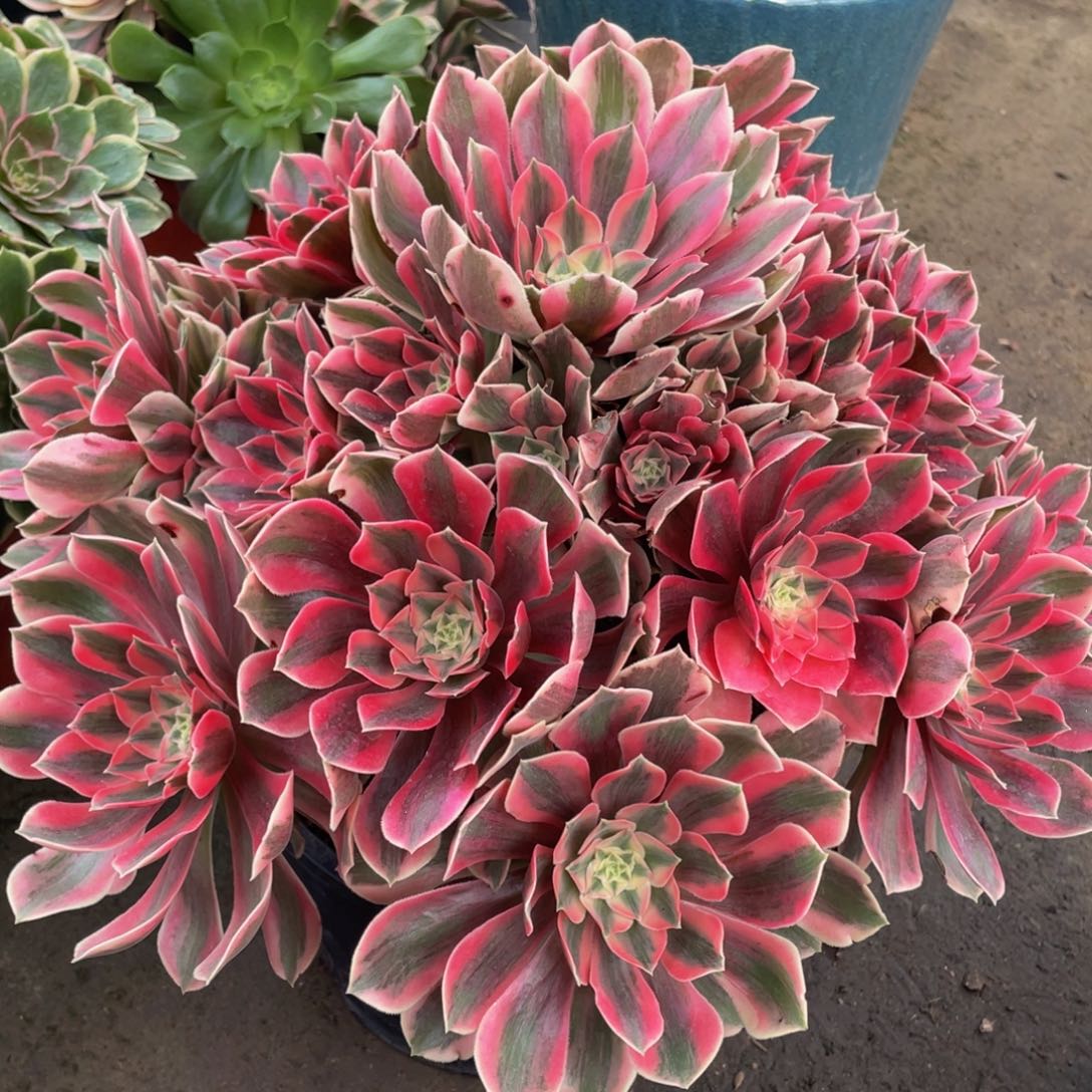 060红粉佳人精品法师老桩