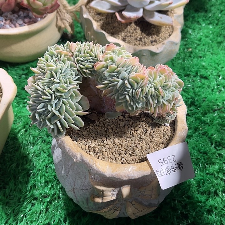 鑫伟多肉伯克利锦缀化2395