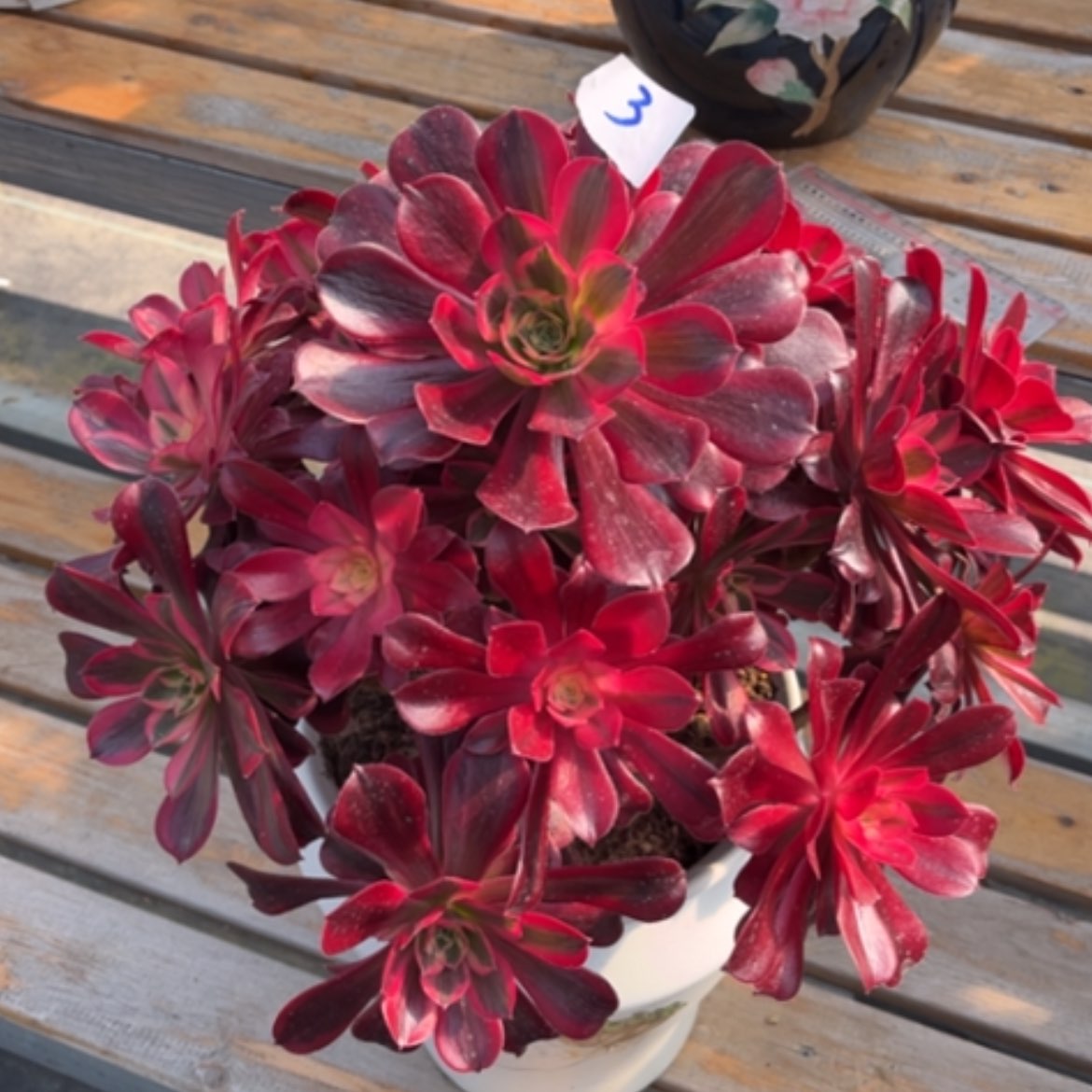 【闪购商品】3美杜莎多肉法师