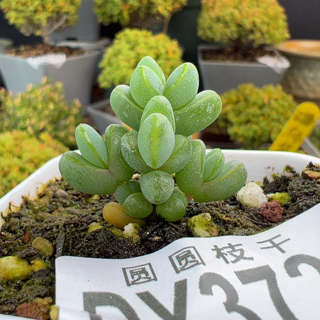 dy3724小可爱元宝冠幅