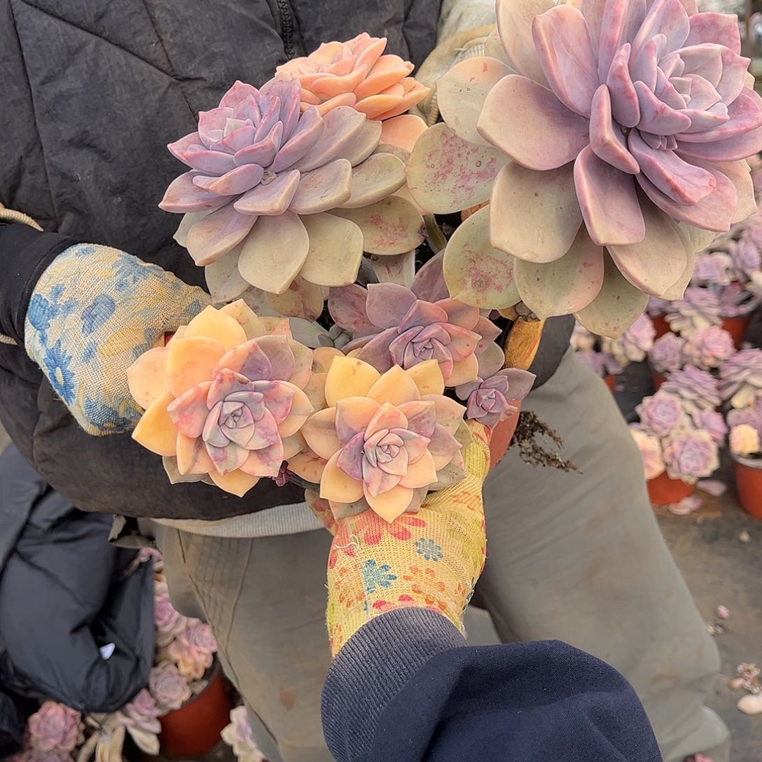 ༄****多肉植物紫乐景A4