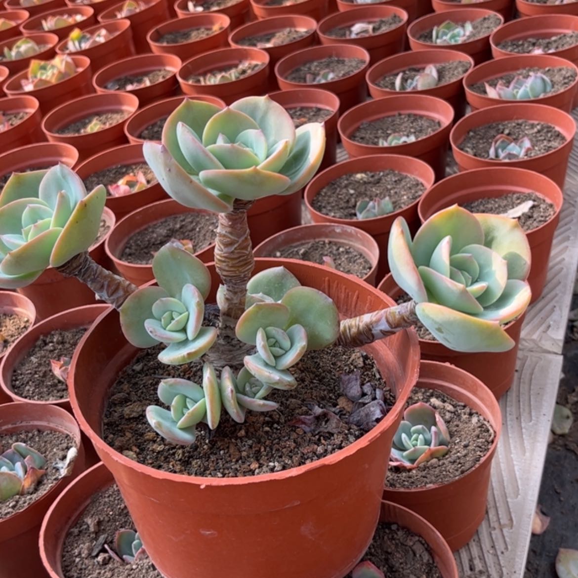 【闪购商品】无花朵小*