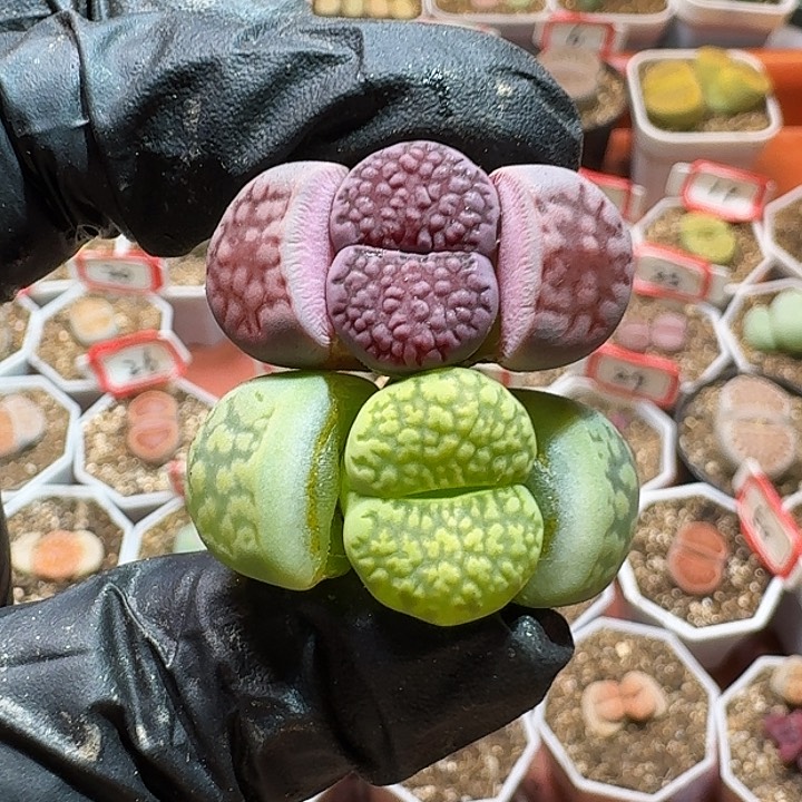 生石花233:/。  138