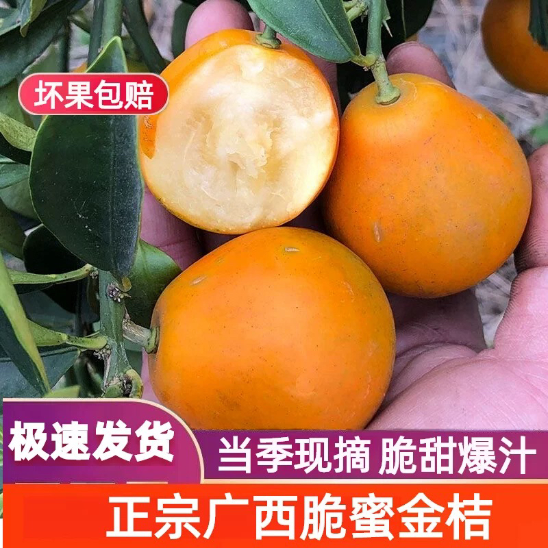 【中果】脆蜜金桔广西第三代脆蜜金柑纯甜不酸肉糯爆汁现摘当季水果