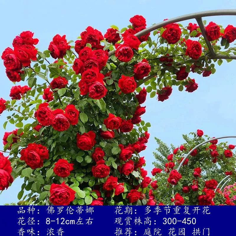 佛罗伦蒂娜藤本月季花大苗庭院阳台盆栽大花浓香佛洛伦萨正红色花