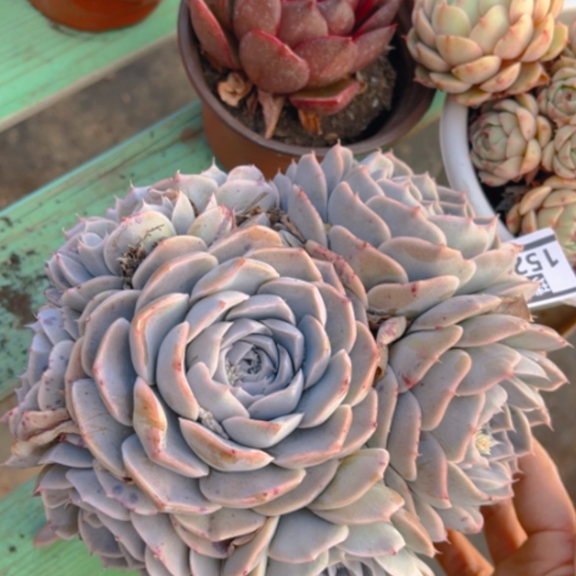 【闪购商品】蓝色惊喜杂15260