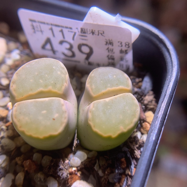 精品生石花117.439