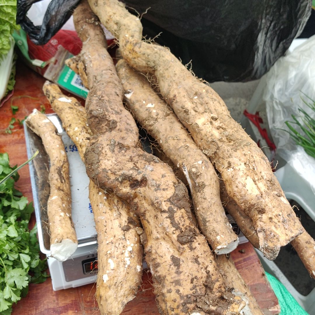 中国大陆山药12斤