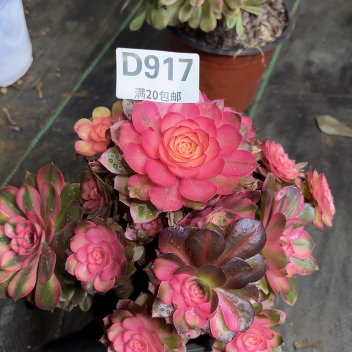 瑞妈一物一拍917