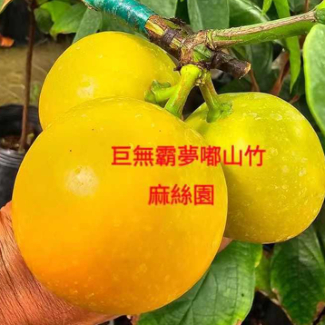 台湾巨无霸梦都山竹嫁接小苗