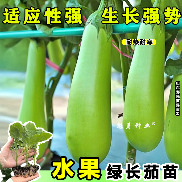 四季生吃水果绿长茄苗秧带土球青皮白皮紫黑皮茄子种子盆栽寿光苗