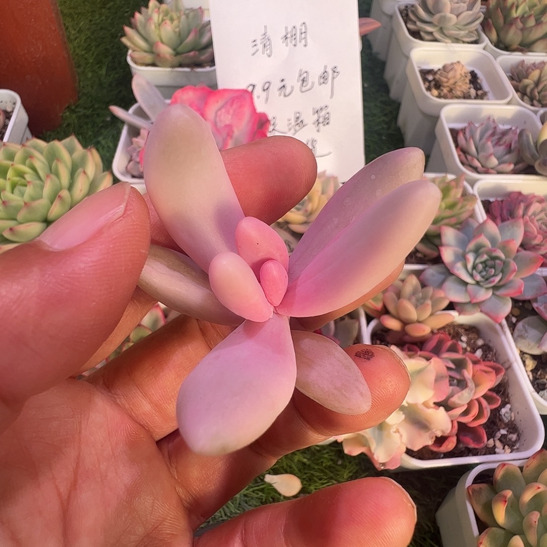 谁***堡多肉植物多肉植物