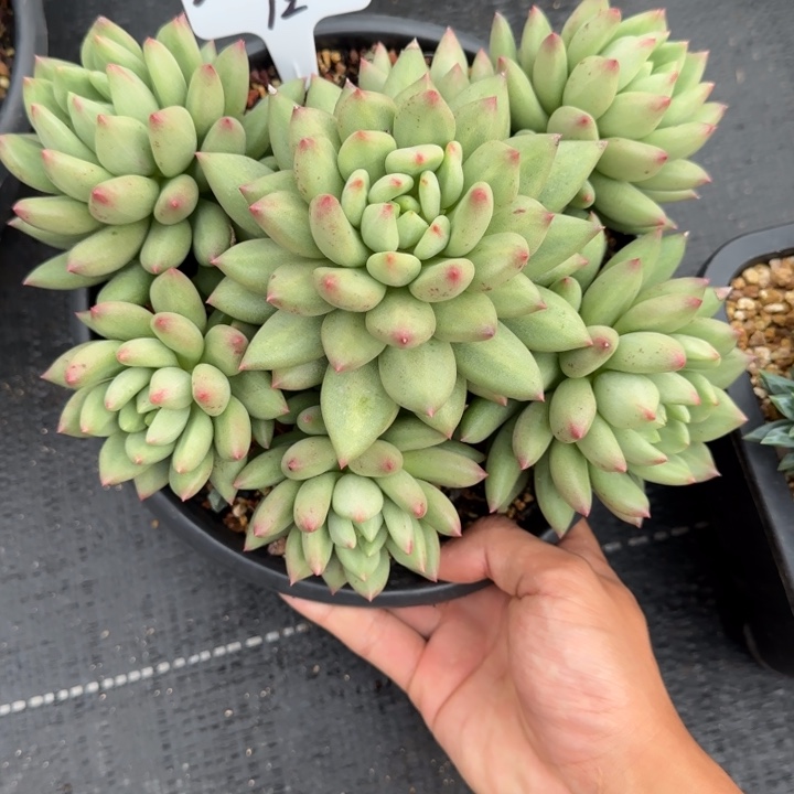 一物一拍米其林12