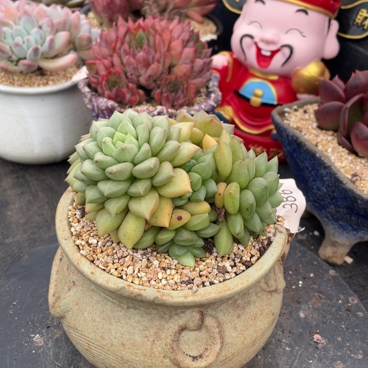 弥鹿之森一物一拍