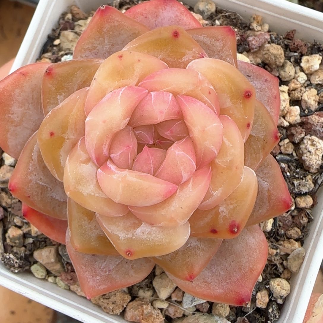 22东篱下多肉植物盆栽