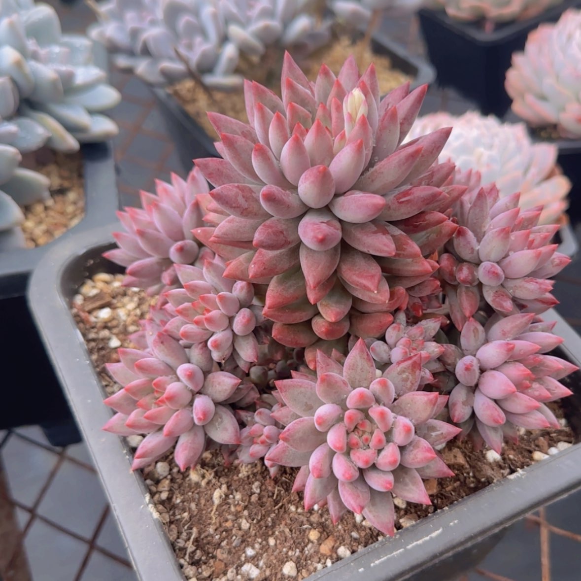 【闪购商品】虞美人车厘子群99