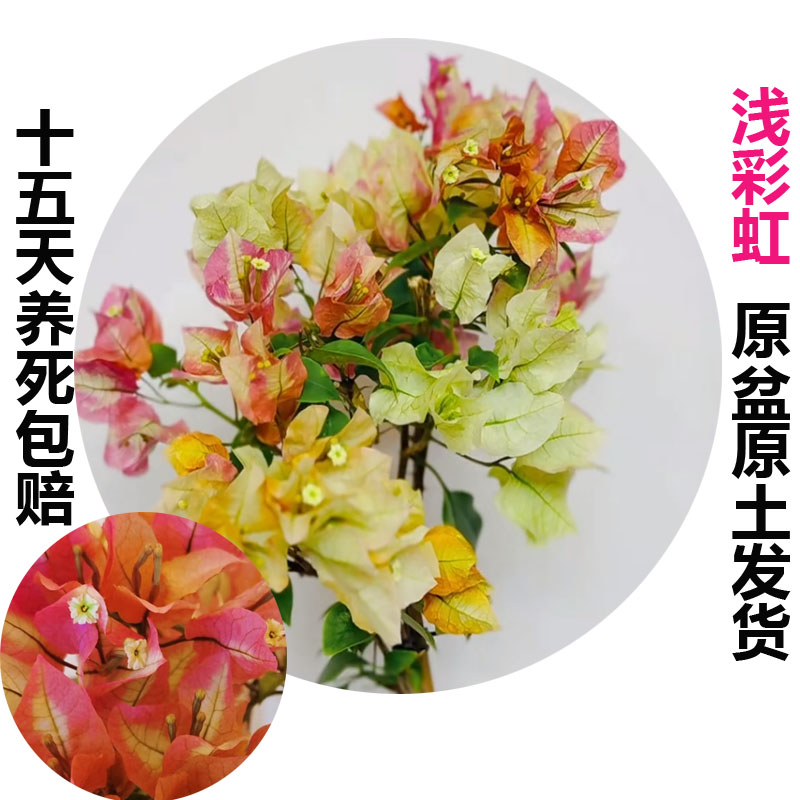 浅彩虹(三角梅)原生大苗四季开花老桩爬藤植物