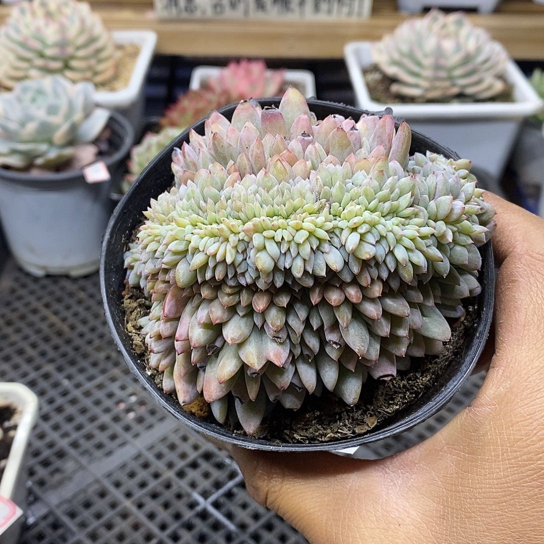 03143 星星橙缀化 微瑕