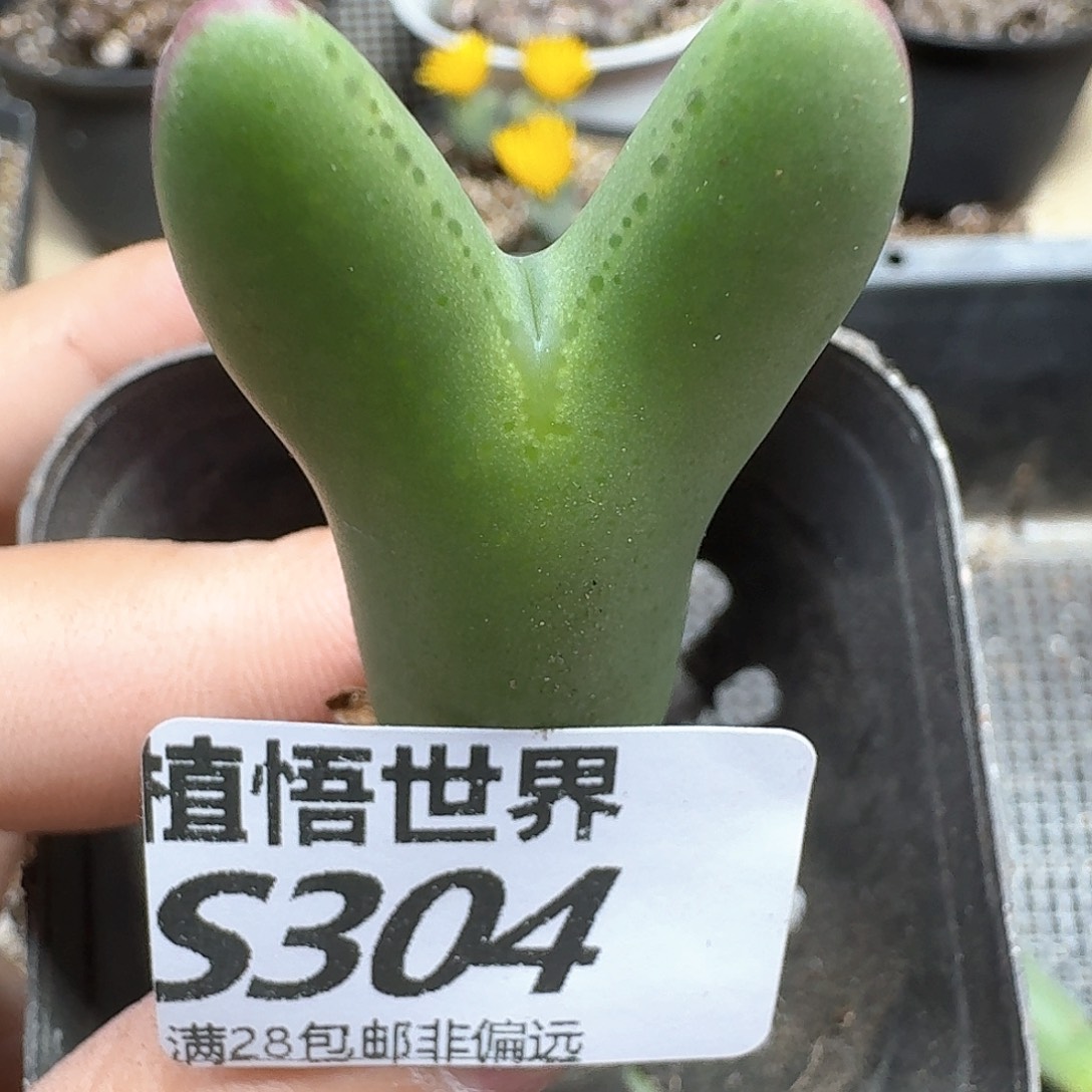 多肉植物的润泽fvv