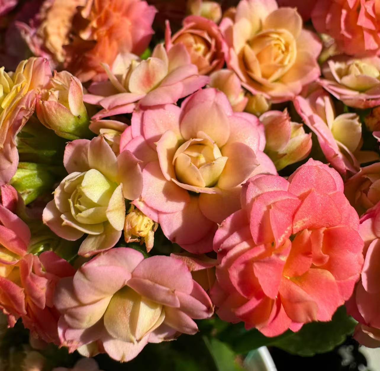 【重瓣马卡龙】130加大盆一代精品长寿花