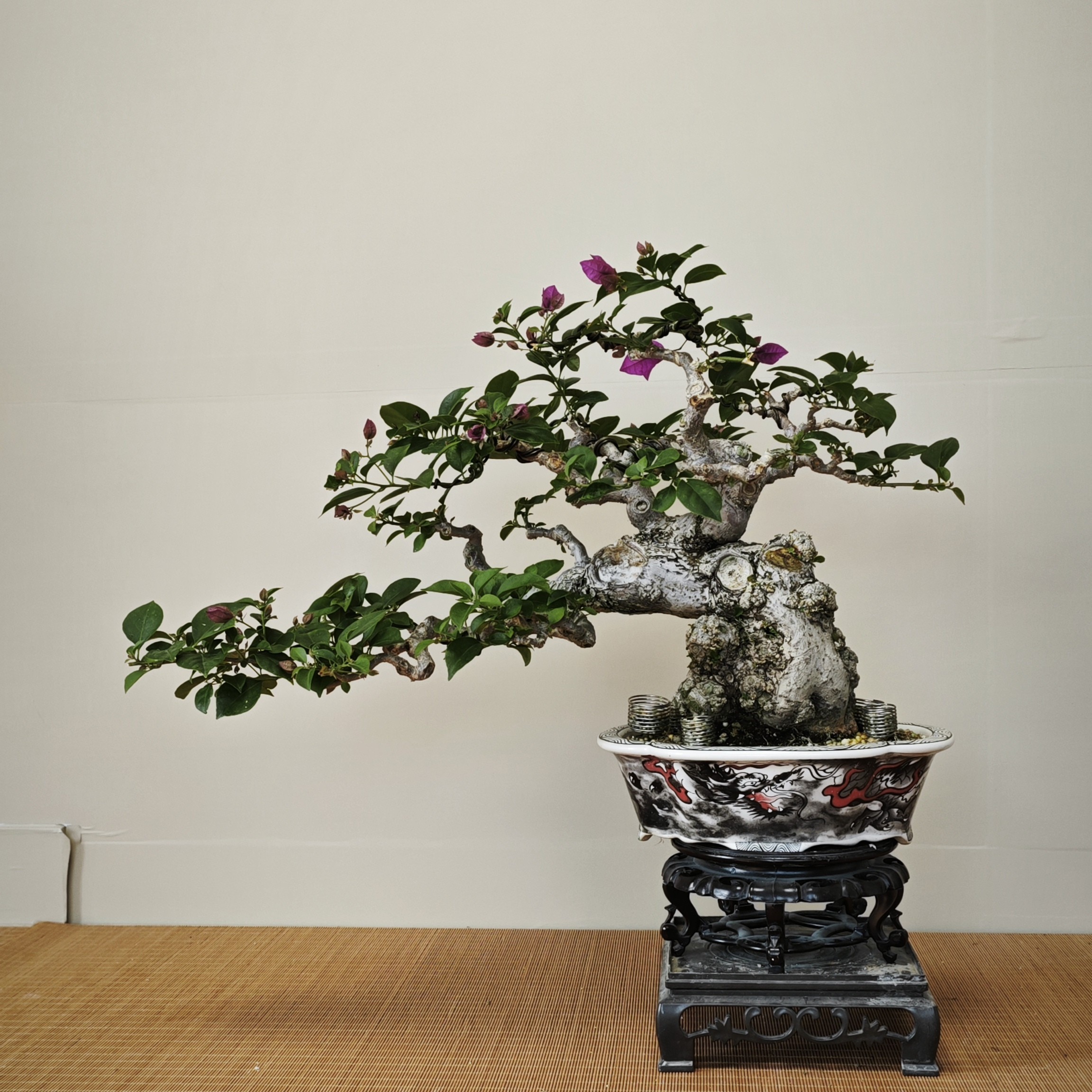 矮霸坨坨小叶紫盆景