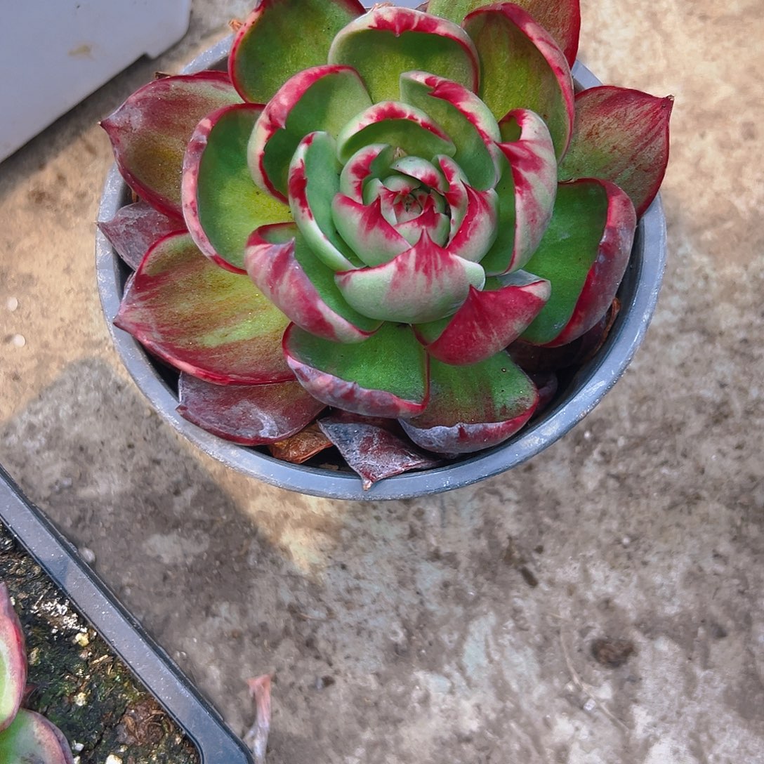 ****惊红多肉2456890986543