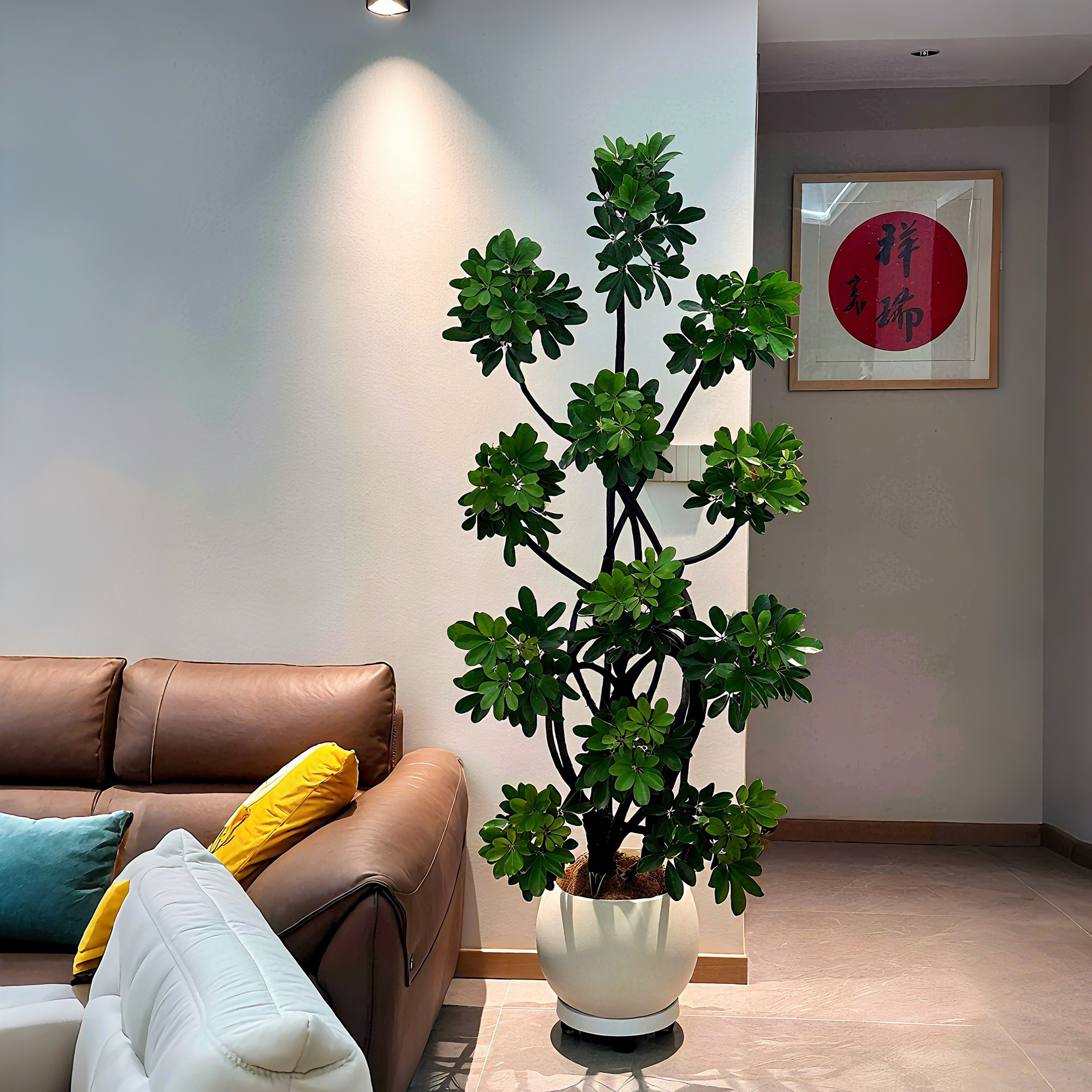 【鸭脚木】造型老桩鸭掌木客厅大盆栽八方来财树室内大型落地绿植物