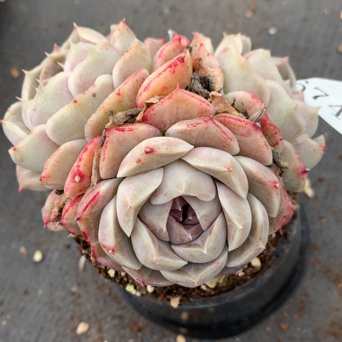 6746杂交精品基地9厘米