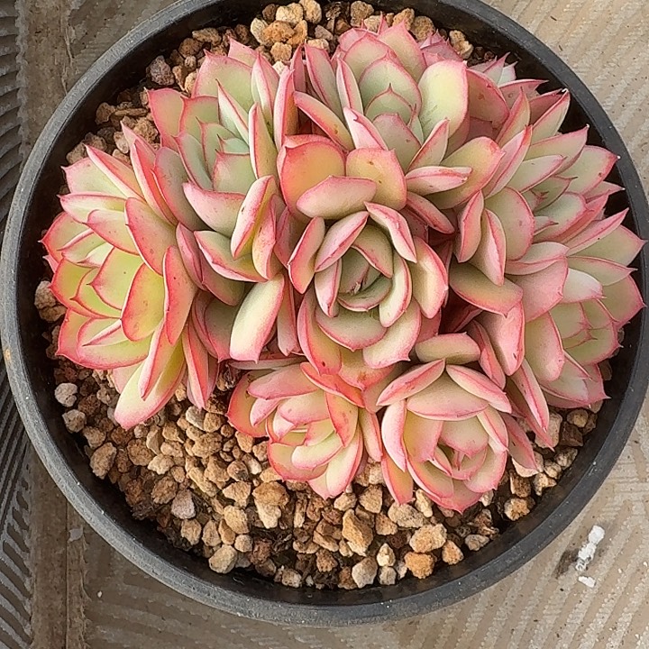 牡丹亭朵朵缀化叶插