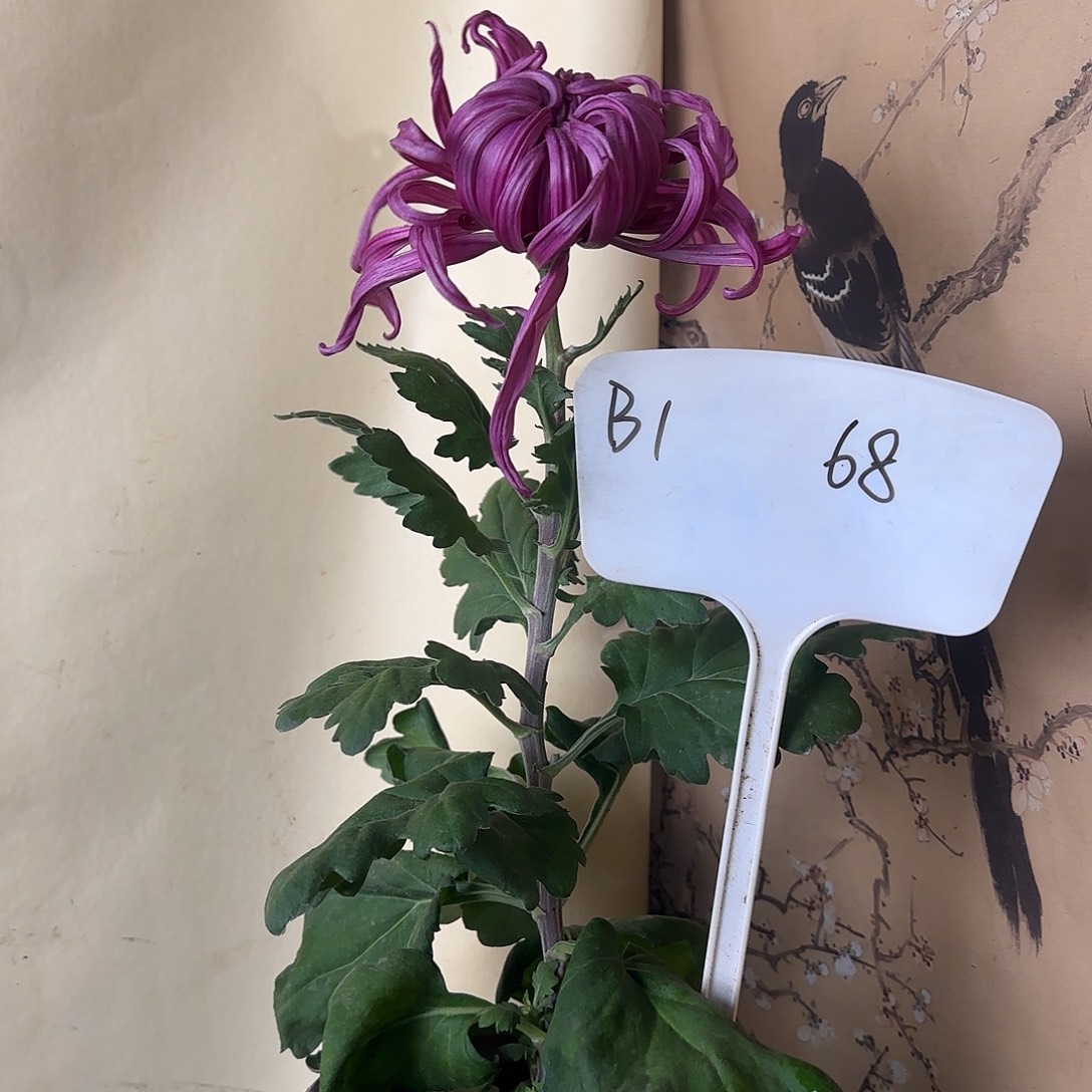 全部花朵B111111111