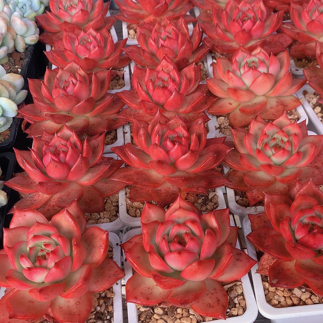 阿姆斯壮34578999000000