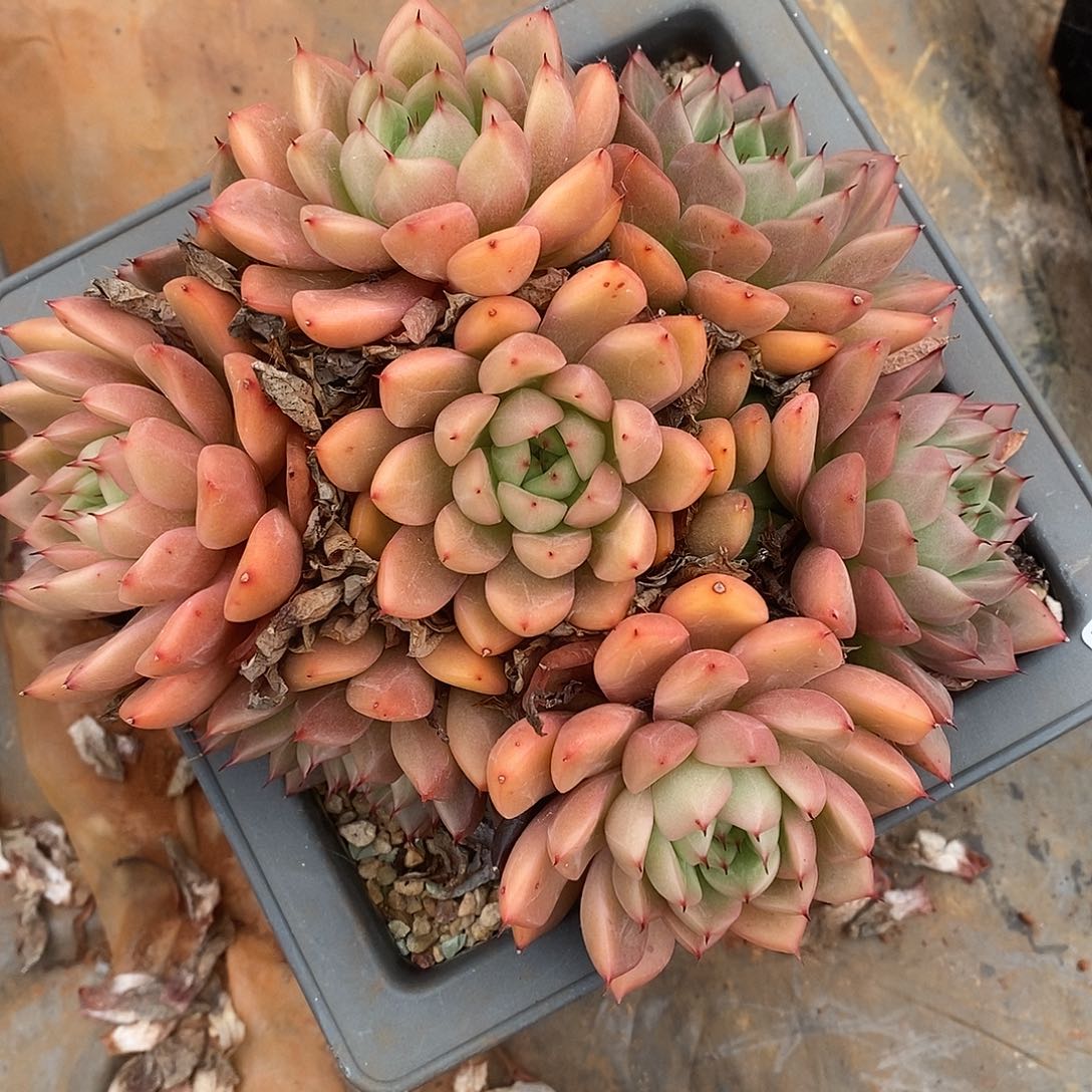 3120杂交老桩基地～16厘米