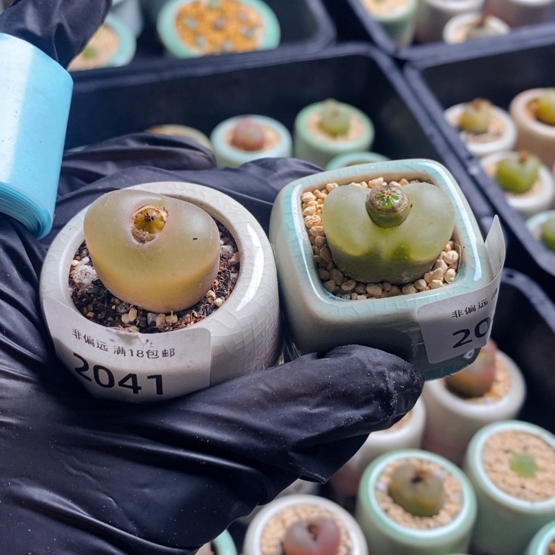 ?****?2041+2046--一物一拍带盆