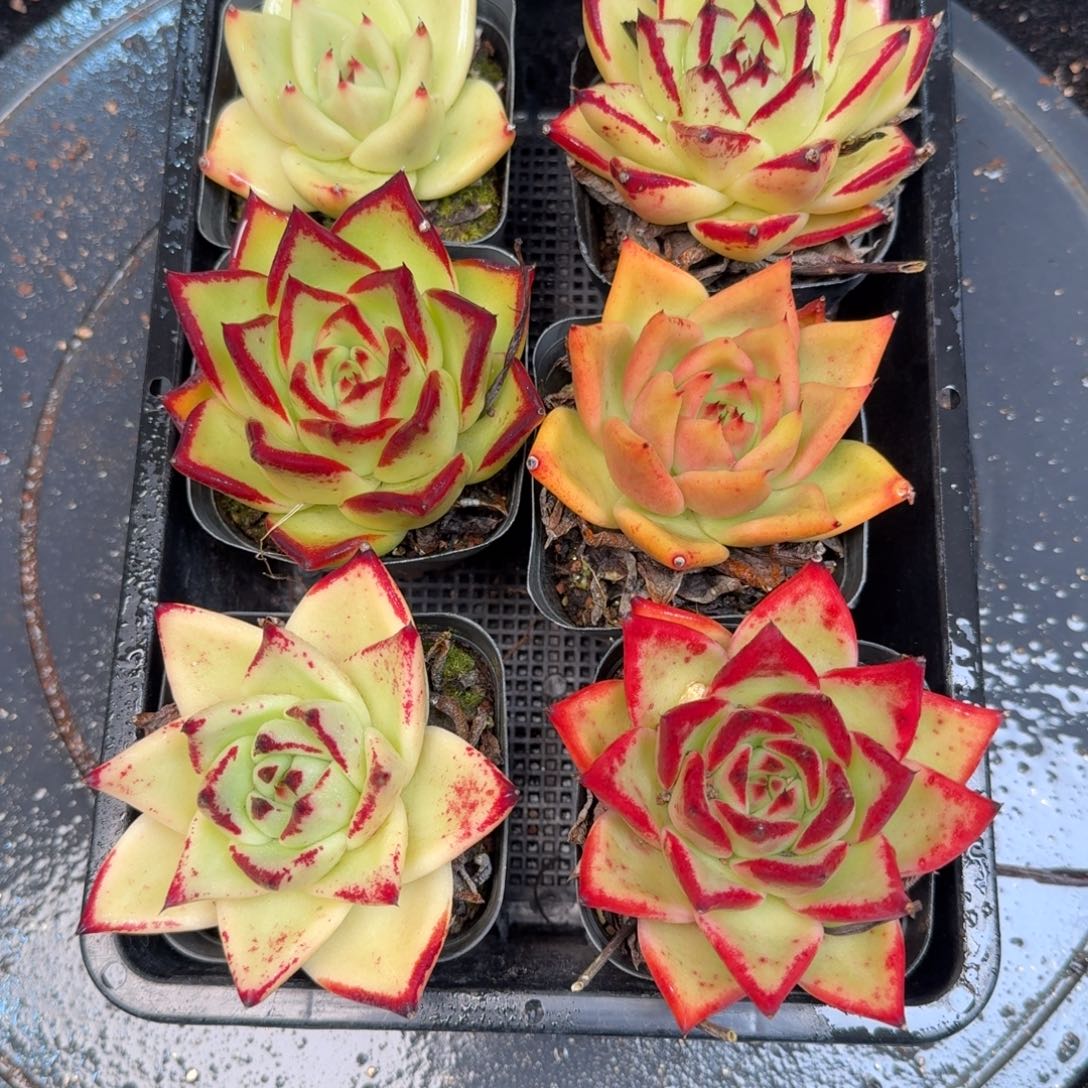 从前慢多肉精选编号1210.从157