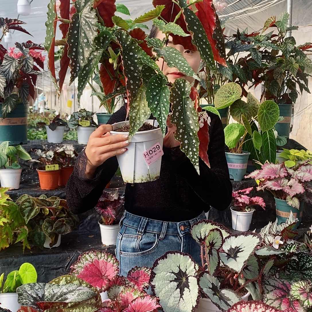 不开花植物一**会秋海棠29