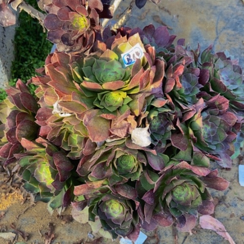 万圣节妖桩多肉64多肉