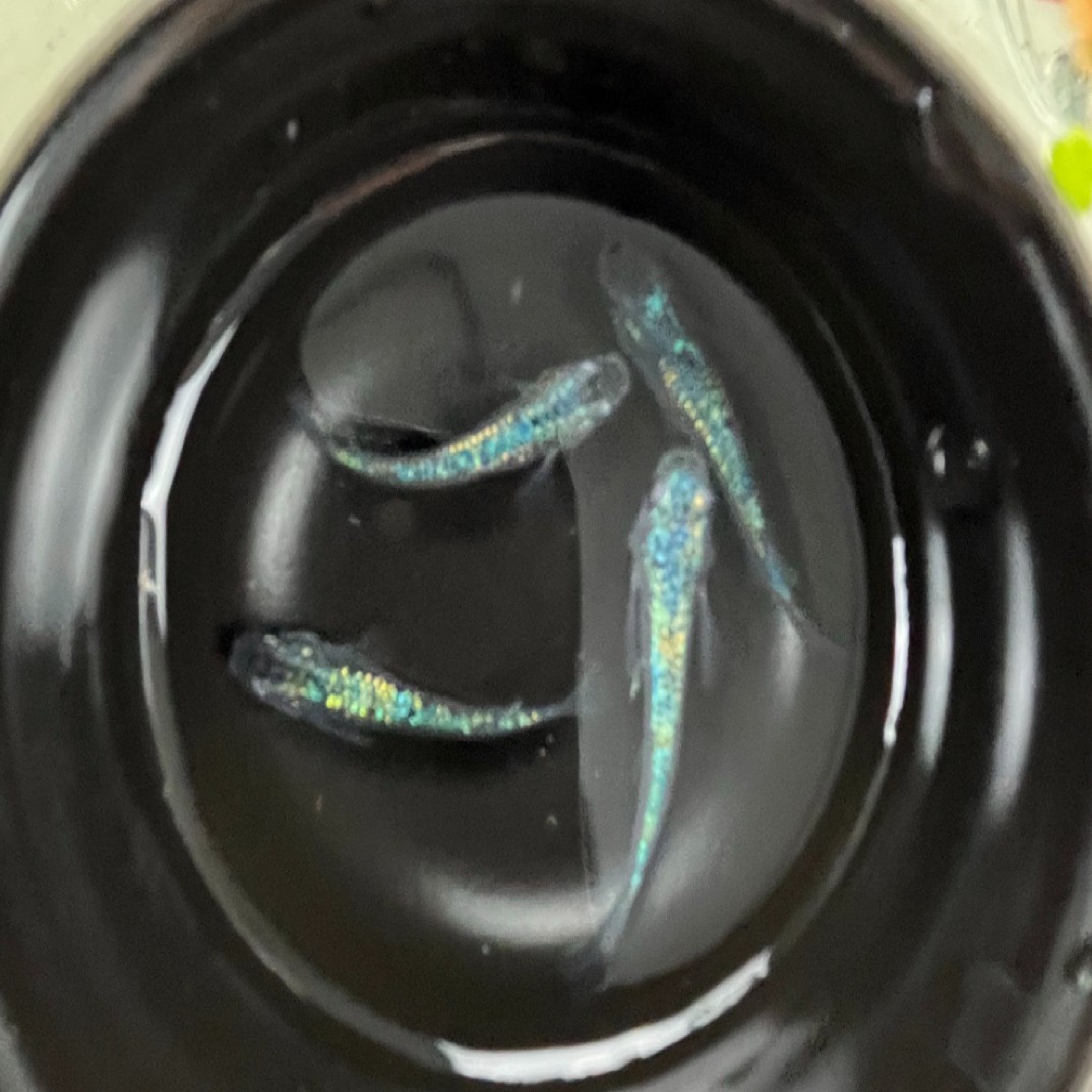 青鳉鱼不用打氧淡水广温鱼