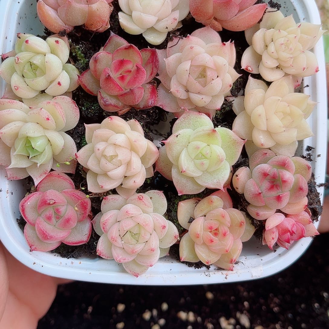 1-860 新疆西藏内蒙不发 12.8包邮2-3公分多肉