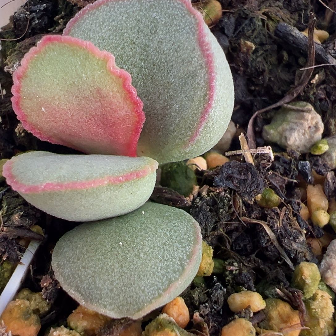 玄女大苗多肉植物水泡