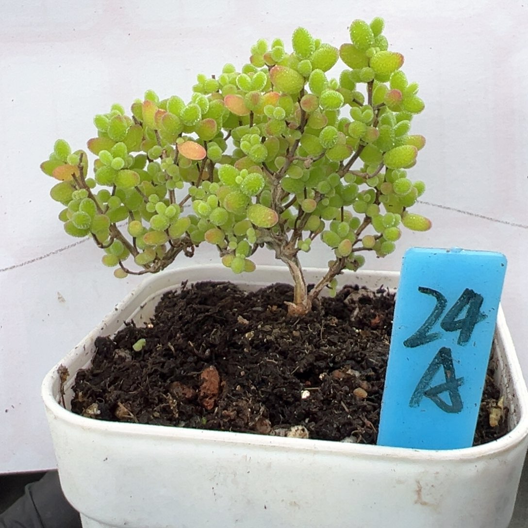 蜜橘糖球飘枝24号