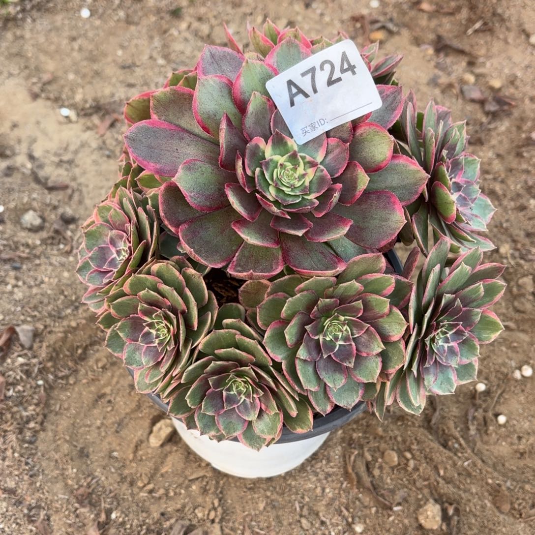 粉花妖断枝不包724