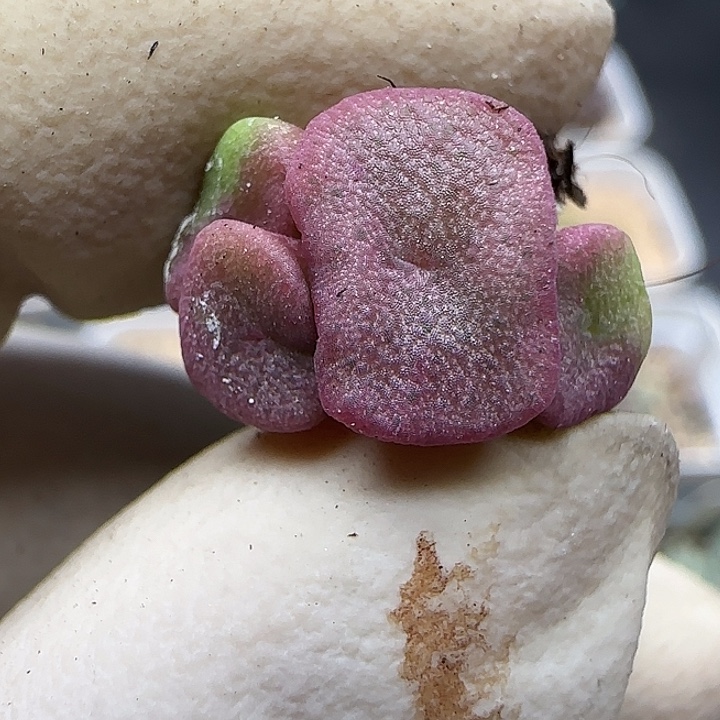 743杂交福利福利福利