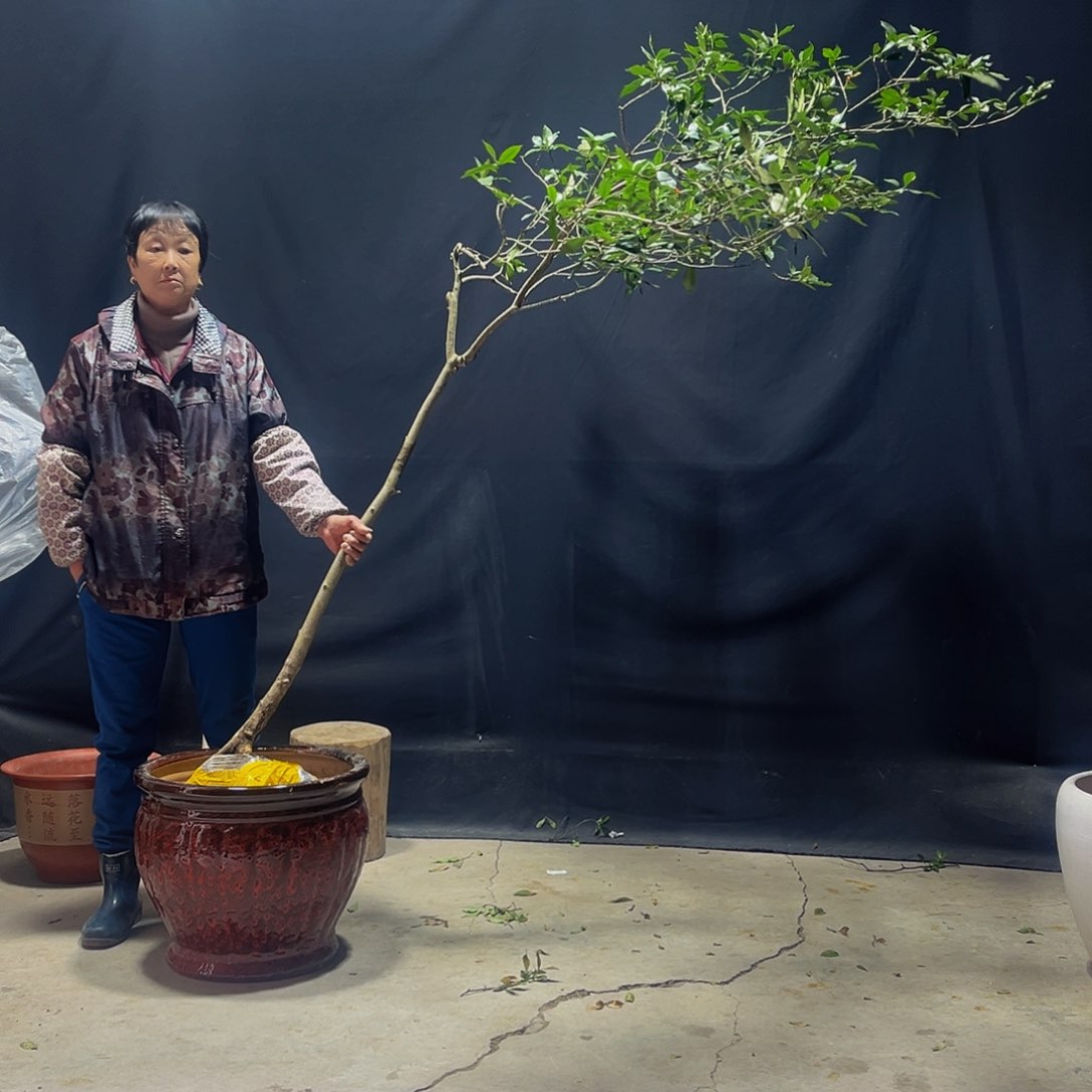 花*子高山野生栀子花树